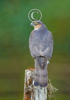 Sparrowhawk  DM0446
